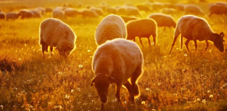 Dwingeloo omgeving, b en b Dwingeloo, activiteiten Dwingeloo, Dwingeloo Radiotelescoop, Nationale parken omgeving Dwingeloo, Historische musea omgeving Dwingeloo, Ecotours Drenthe,