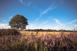 Dwingeloo omgeving, b en b Dwingeloo, activiteiten Dwingeloo, Dwingeloo Radiotelescoop, Nationale parken omgeving Dwingeloo, Historische musea omgeving Dwingeloo, Ecotours Drenthe,