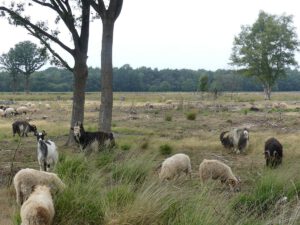 Dwingeloo omgeving, b en b Dwingeloo, activiteiten Dwingeloo, Dwingeloo Radiotelescoop, Nationale parken omgeving Dwingeloo, Historische musea omgeving Dwingeloo, Ecotours Drenthe,