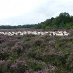 Dwingeloo omgeving, b en b Dwingeloo, activiteiten Dwingeloo, Dwingeloo Radiotelescoop, Nationale parken omgeving Dwingeloo, Historische musea omgeving Dwingeloo, Ecotours Drenthe,